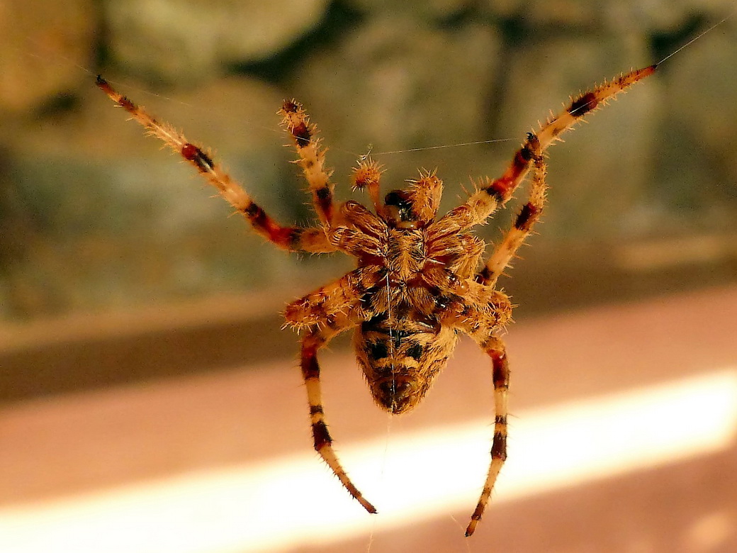 Araneus diadematus - Pantelleria